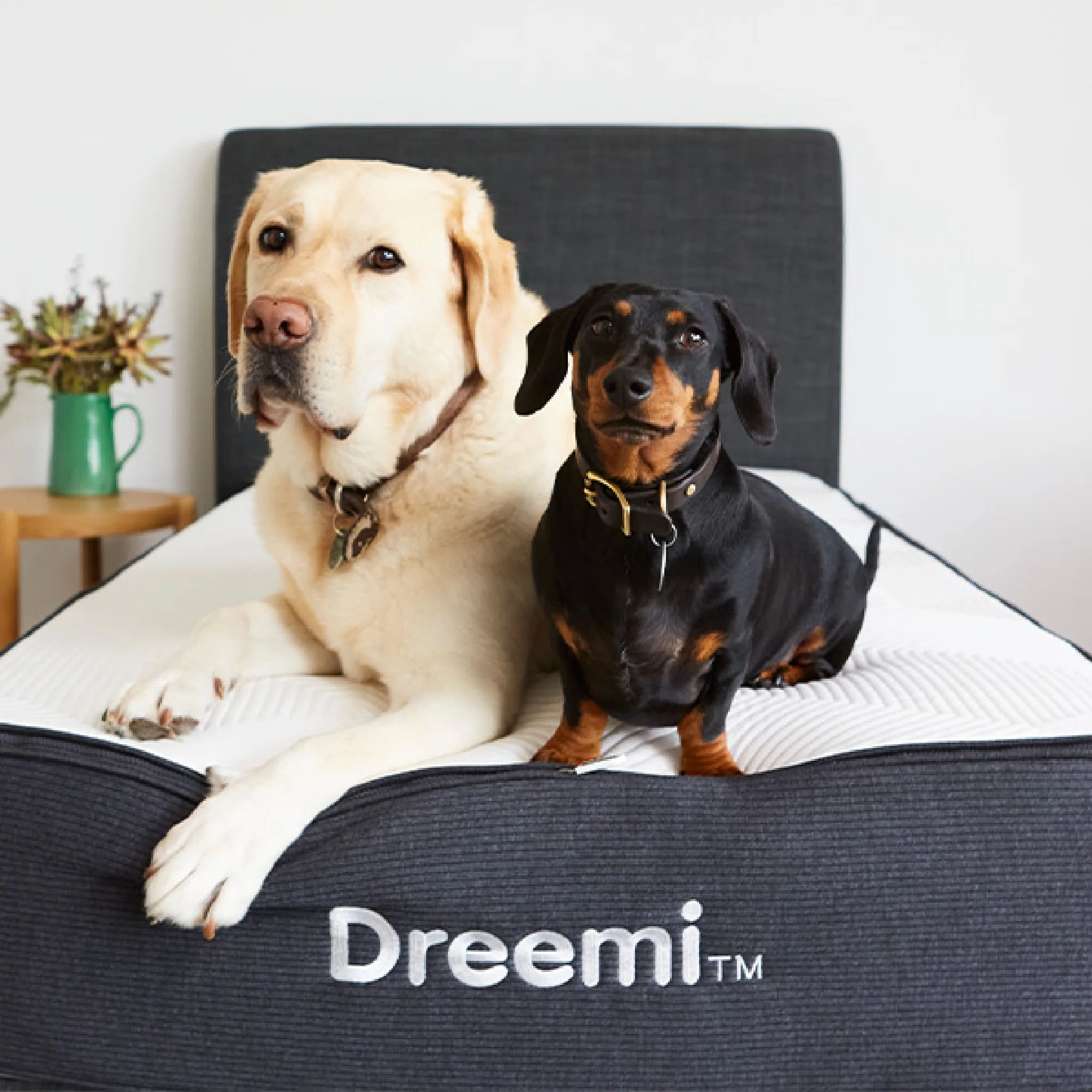 Dreemi Single Mattress