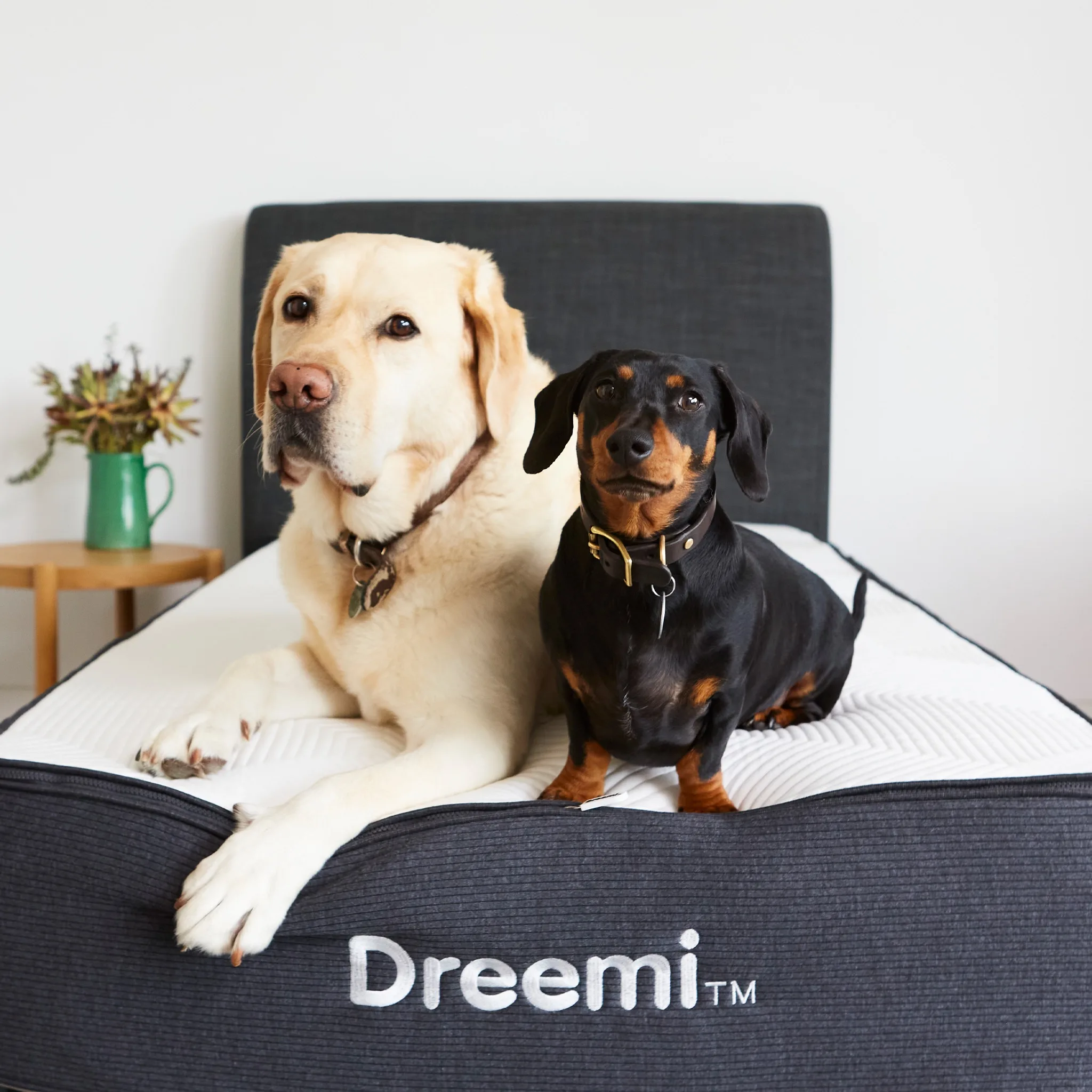 Dreemi Single Mattress